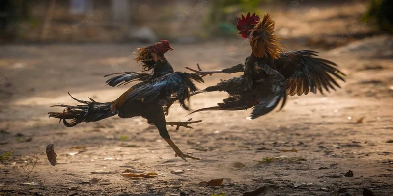 Top 4 thuốc tăng lực cho gà đá tốt nhất