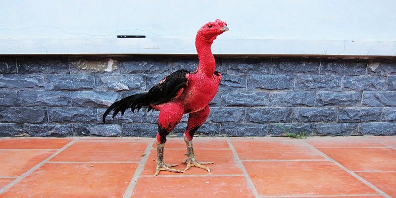 Tìm hiểu về thuốc tăng lực cho gà chiến
